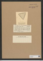 Triceratium ferox Castr. (de-Toni-Nr.: Genus 140, Species 3717) Zeichnungen Sammlung Grunow Nr. 7208 (NHMW-BOT-W0376196)